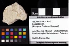 Foto (Objket + Etiketten) von Decapoda indet. 